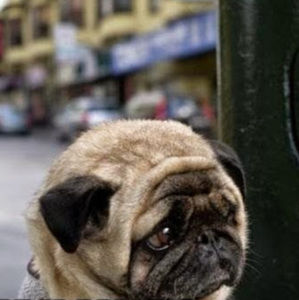 Meet your Posher, Quan